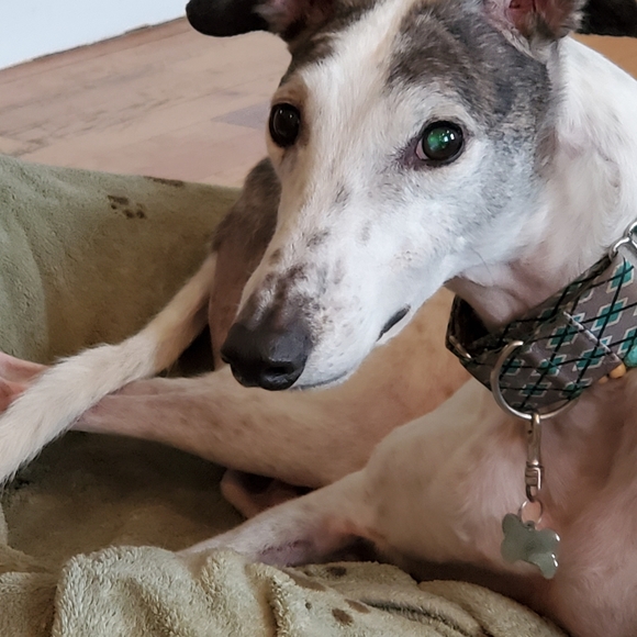 Meet your Posher, Samantha - Picture 5 of 7